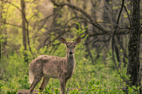 Deer in the woods - used in Venison Dry Dog Food