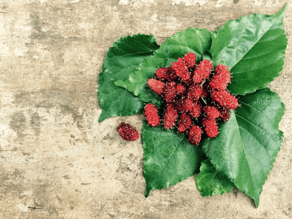 Mulberry - used in Venison Dog Food