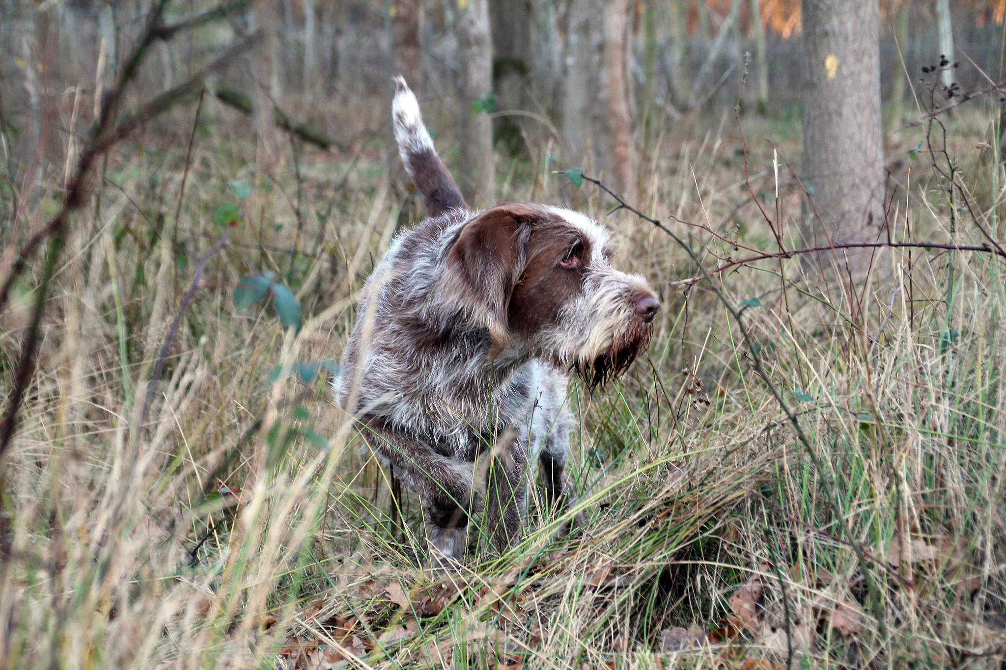 WorkingHPRs Quality dog food for working gundogs
