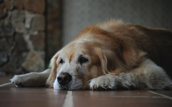 A senior dog lying down on the floor with a neutral expression.
