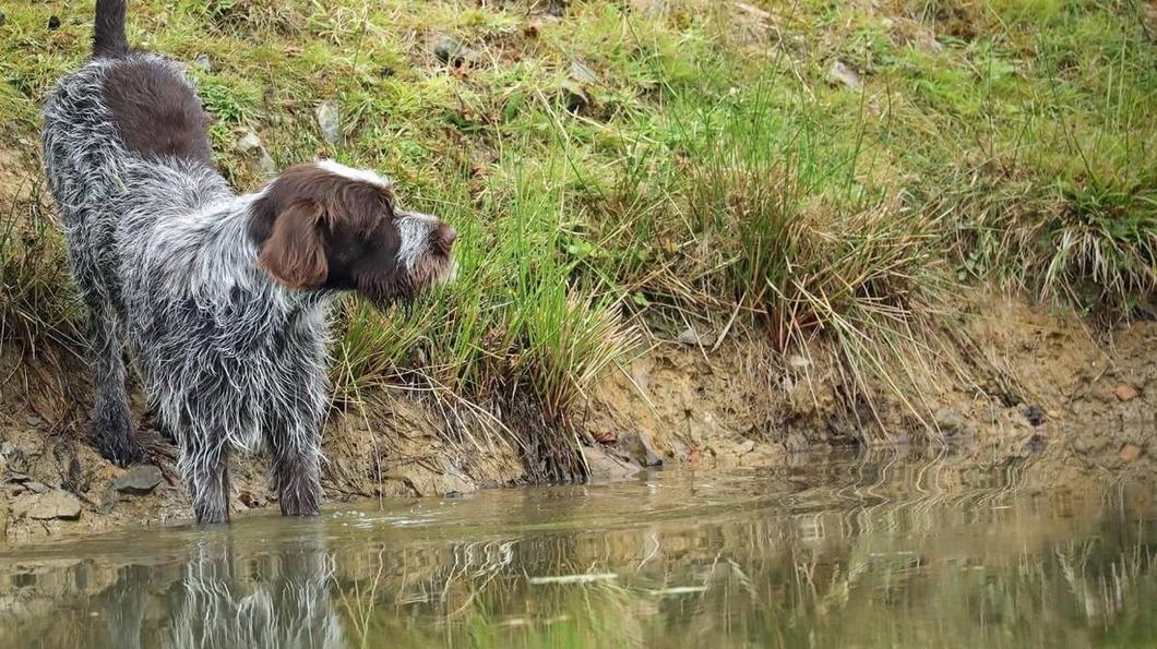 Korthals Griffon about to enter water, dog stood over still lake