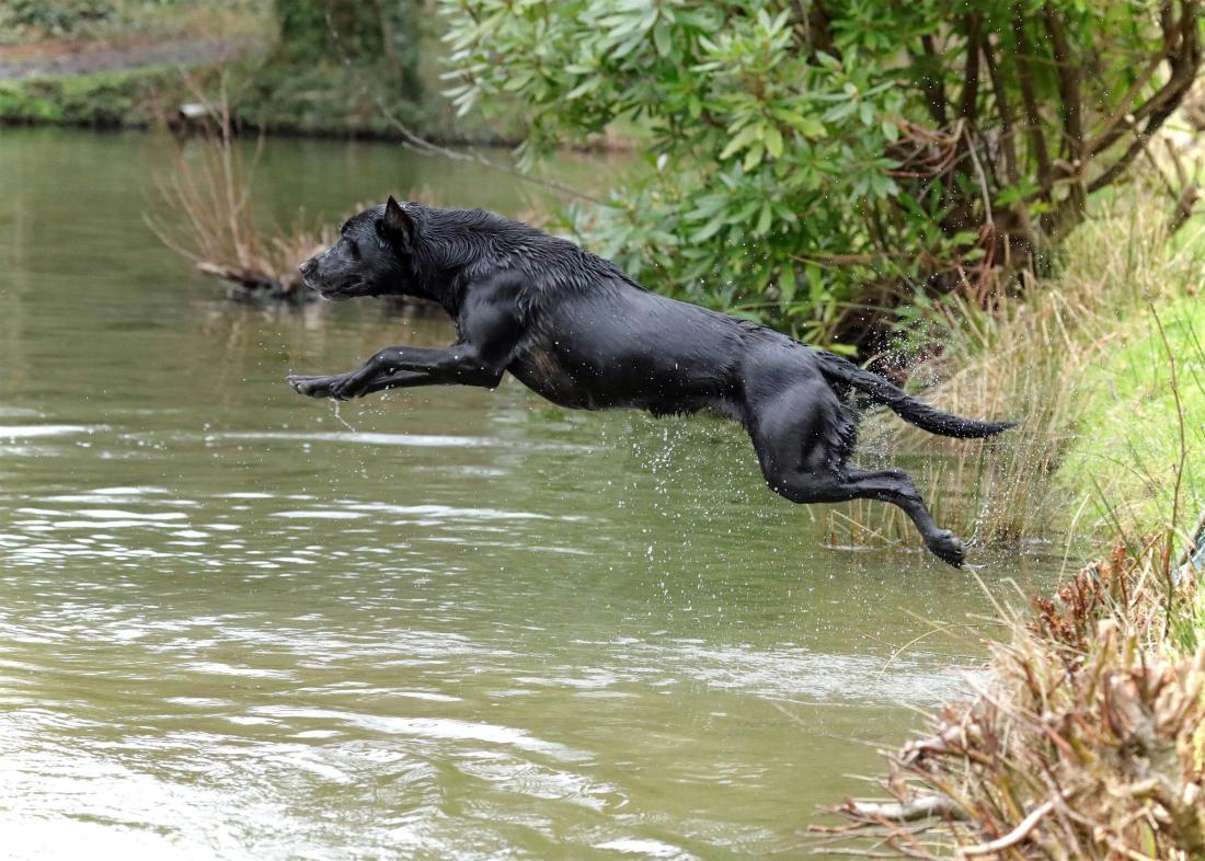 Lab jumping into water - High Fat Dog Food UK