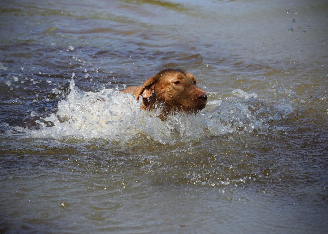 Wirehaired Vizsla swimming, looking for fish food for dogs?