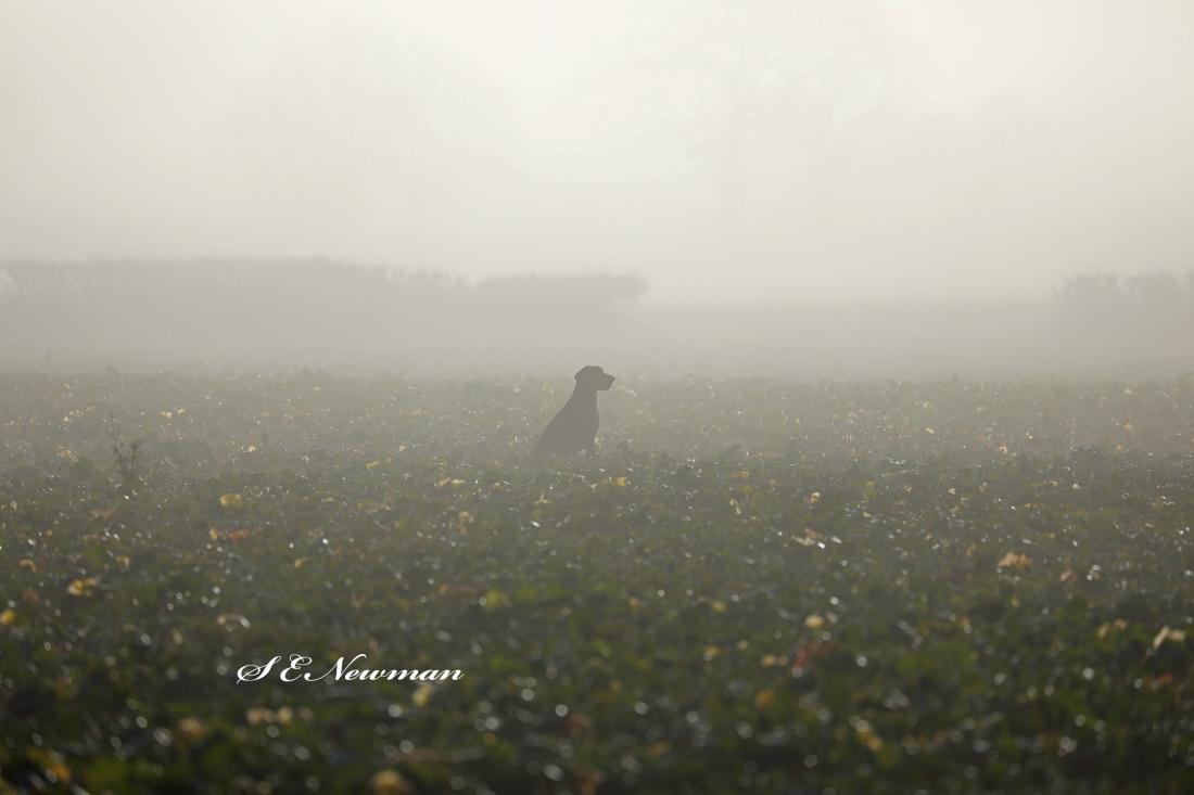 Misty morning at Upton Pyne - HGS FT 2023