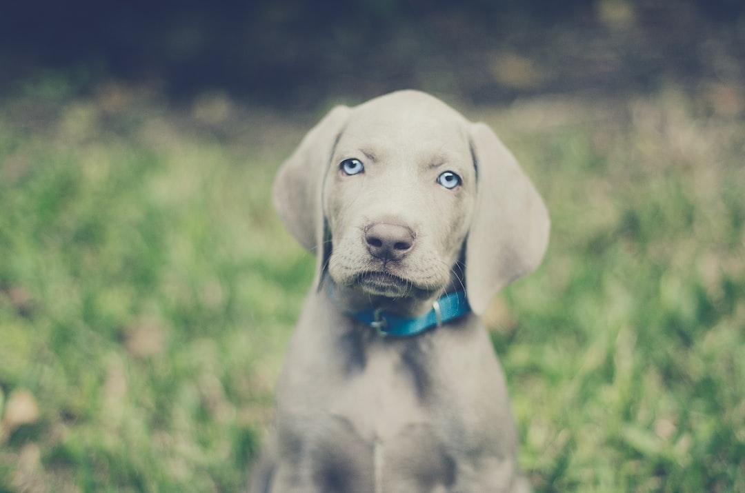 ​​​​Weimaraner puppy running for his WorkingHPRs puppy food