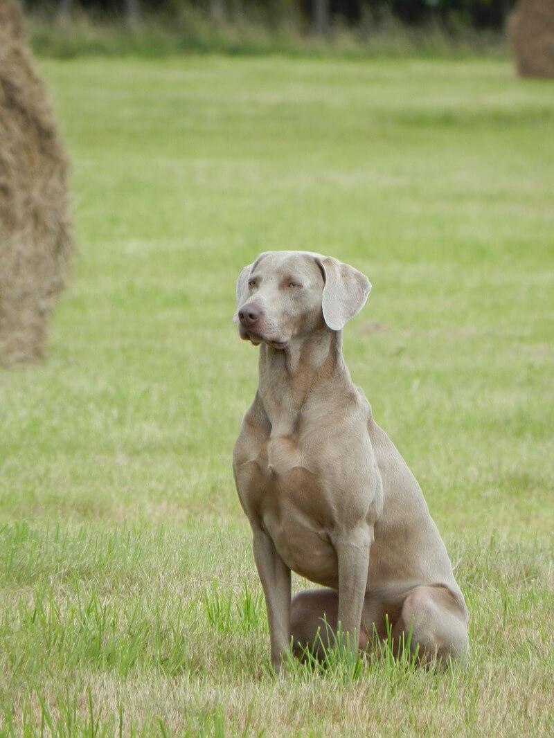 Fi the Weimaraner sat awaiting direction