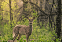 Deer in the woods - used in Venison Dry Dog Food